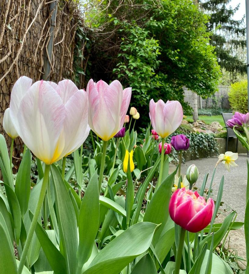 Gyöngyszem Vendégház Eger Esterno foto